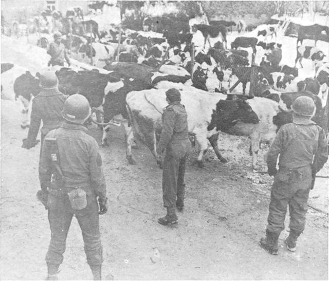 These cattle are being rounded up so they can be fed and watered. Many of the owners have been evacuated, and the cattle would die without attention.